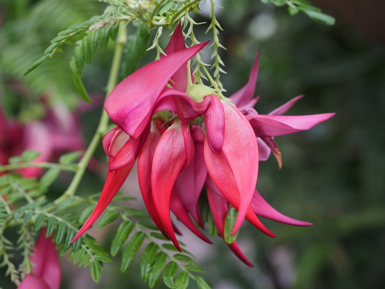 Clianthus Puniceus