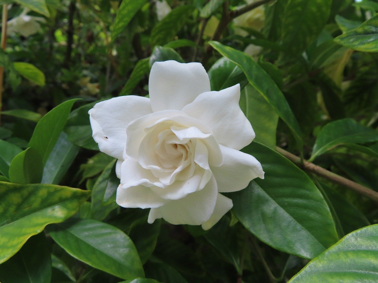 Gardenias