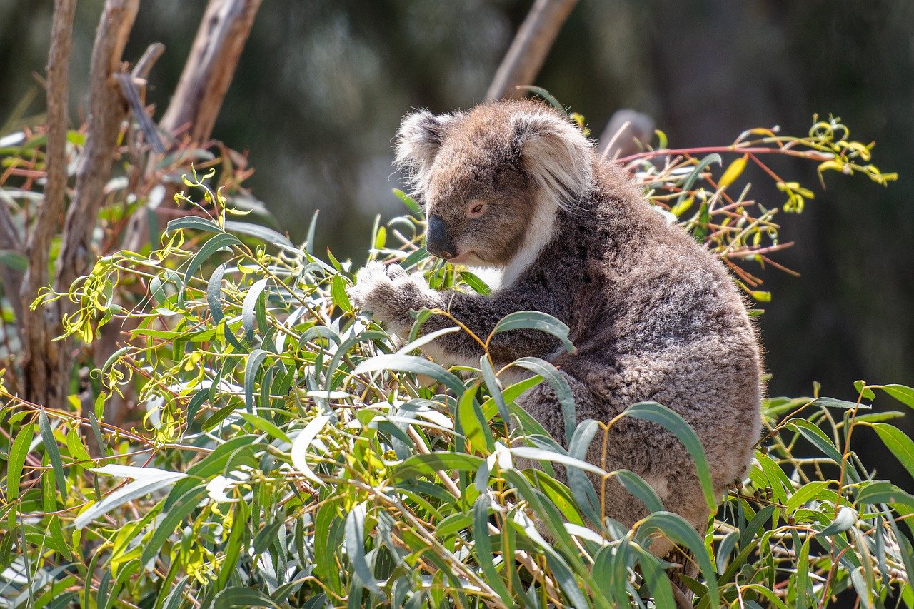 Long Leaved Eucalyptus