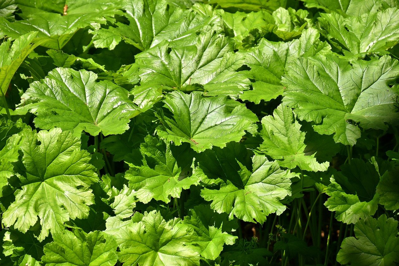 Gunnera Tinctoria