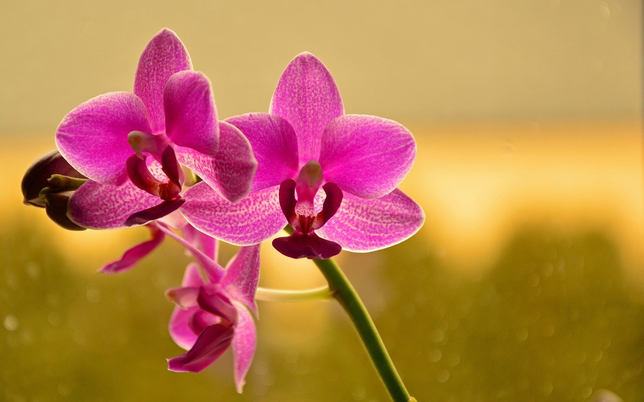 Orchids