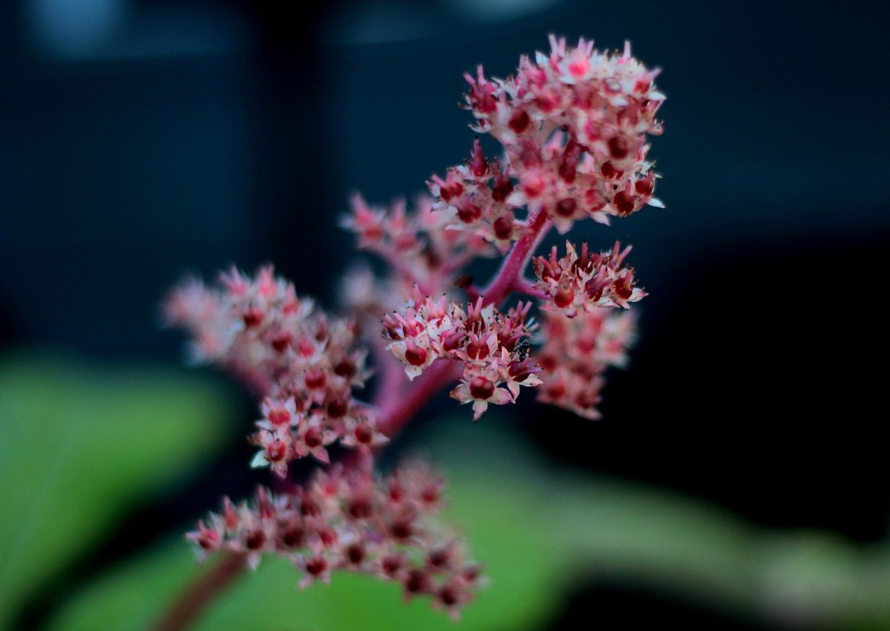 Rodgersia