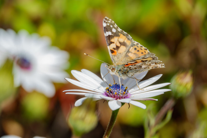 Osteospermum flower 