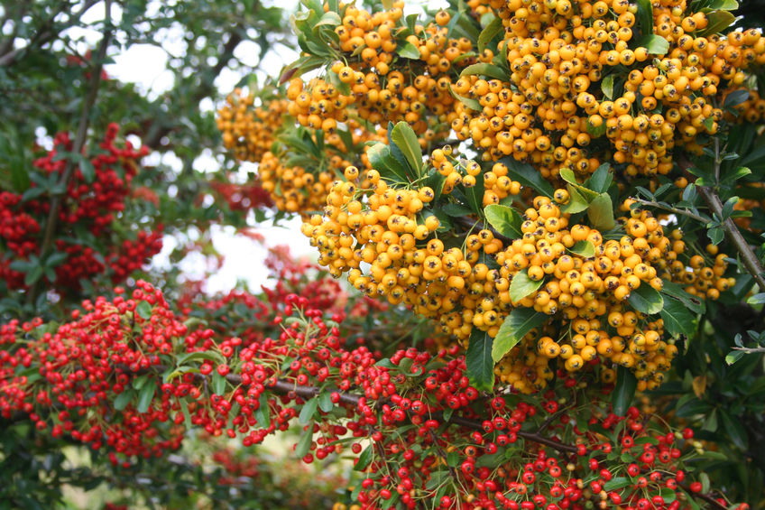 Pyracantha in red and yellow colour