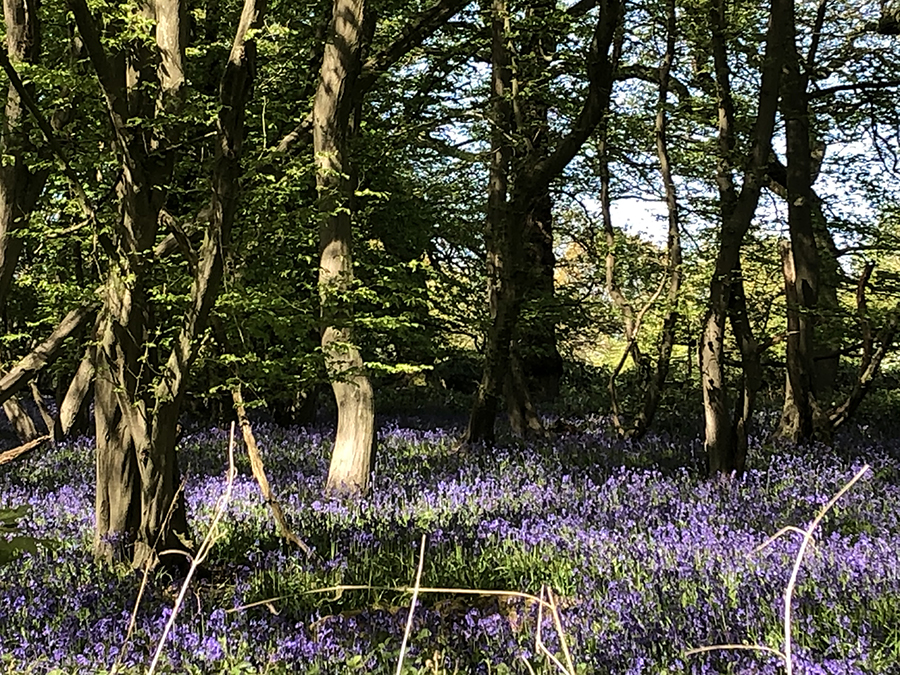 bluebell patch in Wickford garden