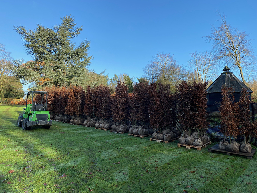hedge planting for garden design project in Wickford