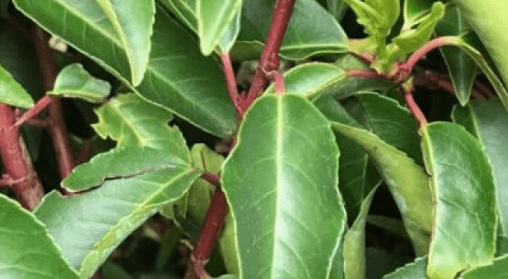 Portuguese Laurel Tree Suppliers Essex