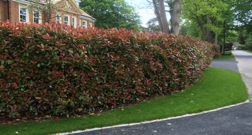 Red robin photinia planted for customer in Essex